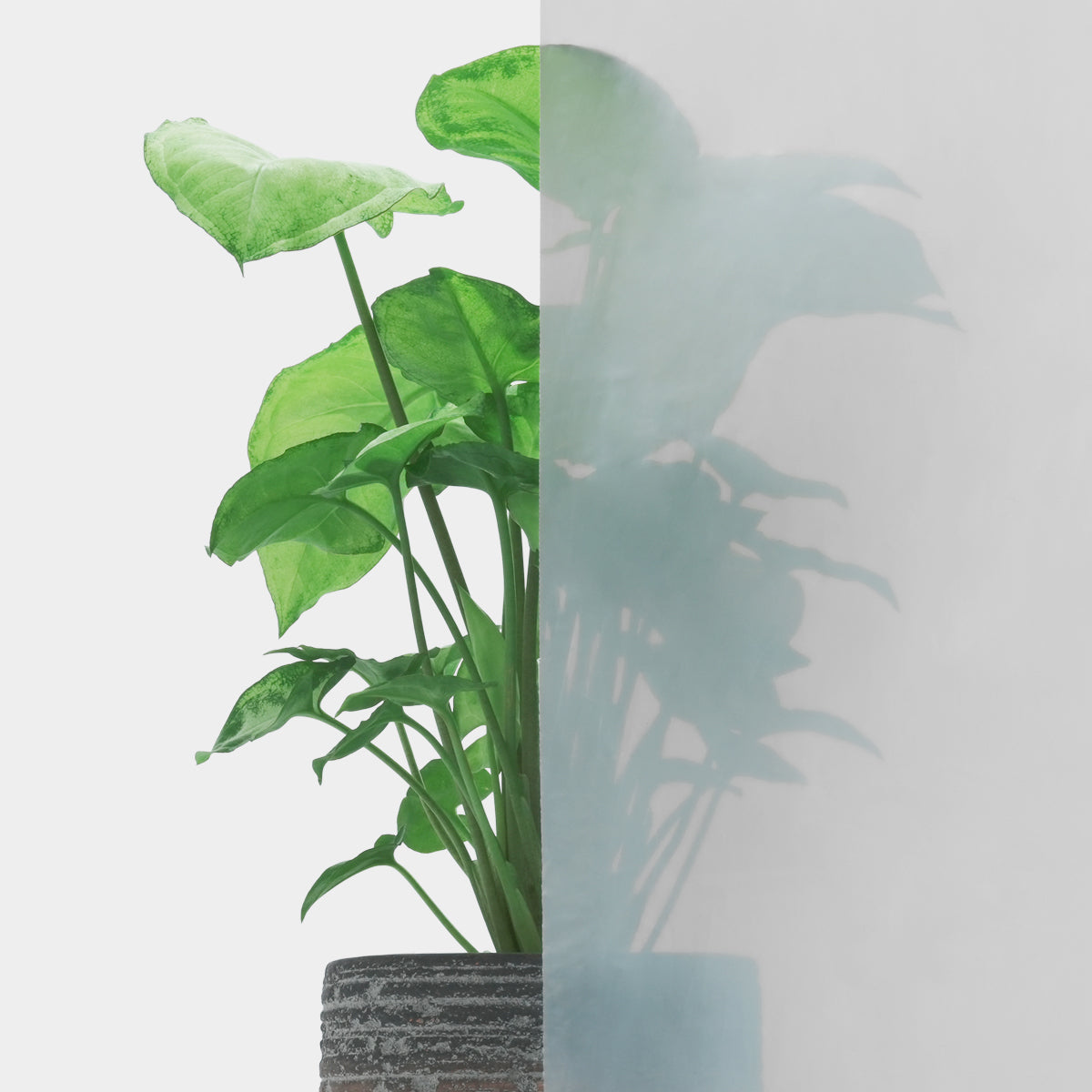 ひも付きゴミ袋 つるつるタイプ 乳白色 45L